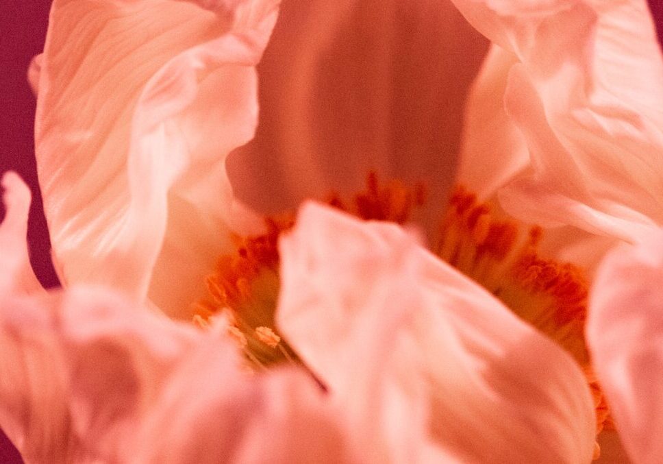 laura-adai-CjmQojKNNRQ-unsplash-kopi